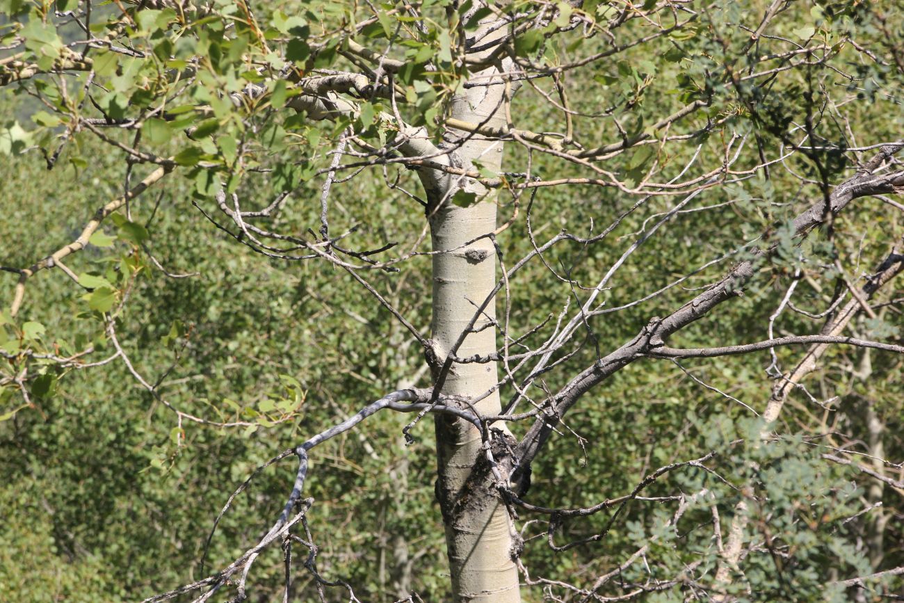 Image of Populus tremula specimen.