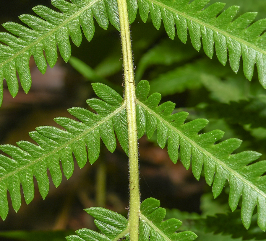 Image of Thelypteris kunthii specimen.