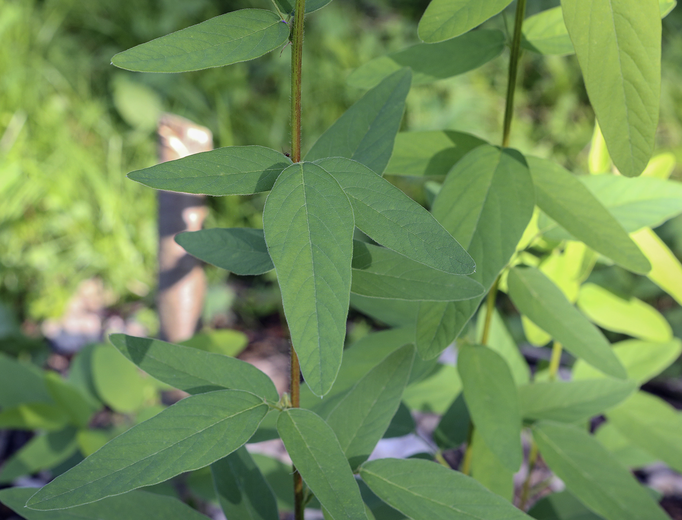 Image of Desmodium canadense specimen.