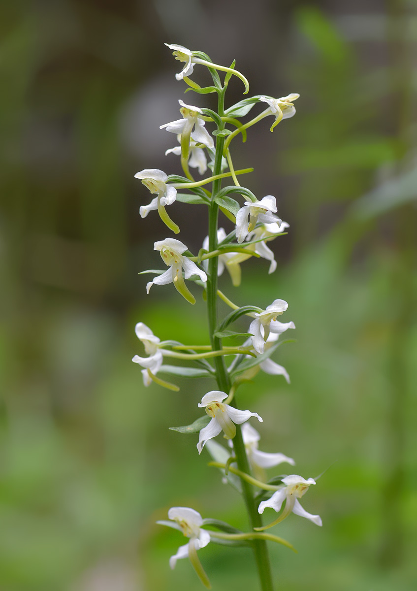 Изображение особи Platanthera chlorantha.