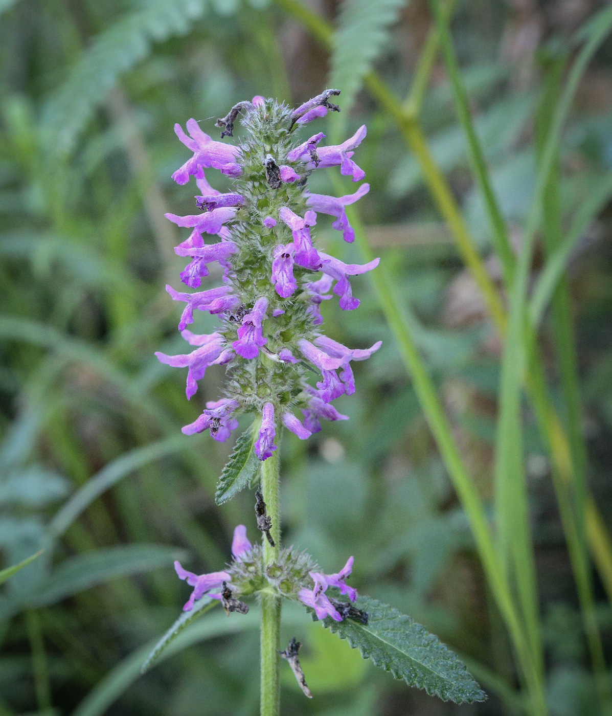 Изображение особи Betonica officinalis.