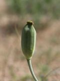 Tulipa lehmanniana