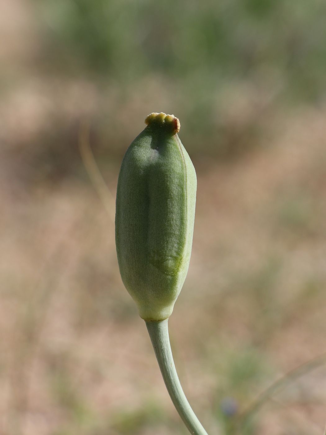 Изображение особи Tulipa lehmanniana.