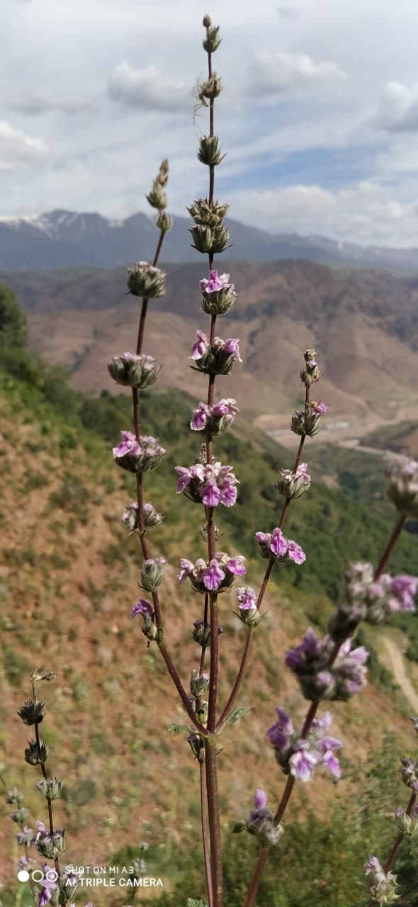 Изображение особи Phlomoides brachystegia.