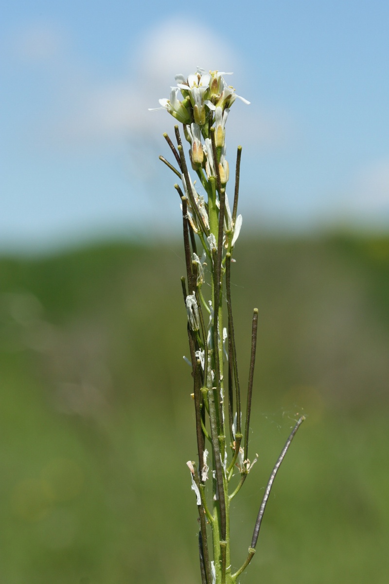 Image of Arabis sagittata specimen.