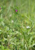 Vicia angustifolia. Цветущее растение. Краснодарский край, Крымский р-н, окр. станицы Неберджаевская, ур. Темрючки, каменистая поляна в грабово-дубовом лесу. 14.05.2022.