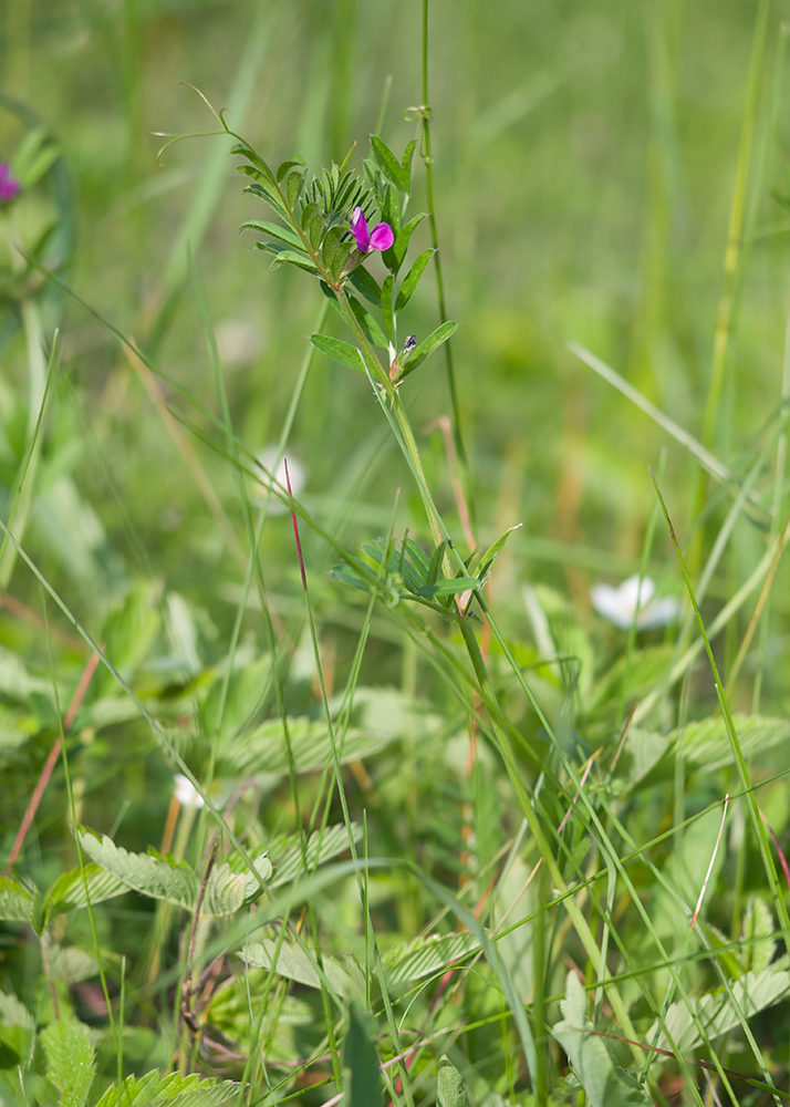 Image of Vicia angustifolia specimen.