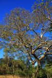 genus Ficus. Плодоносяшее растение. Эфиопия, провинция Сидама, аураджа Борэна, национальный парк \"Nech Sar\". 01.01.2015.