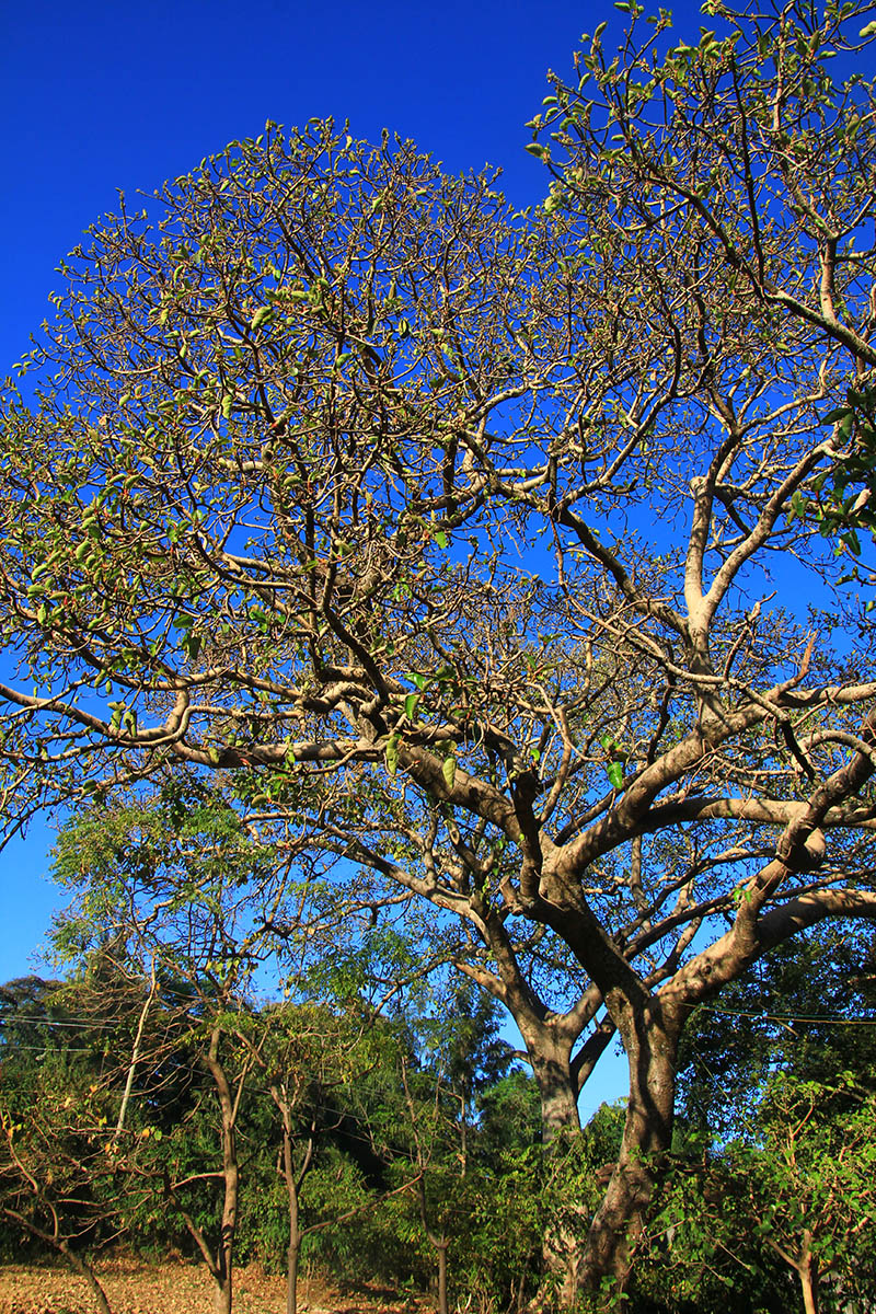 Image of genus Ficus specimen.