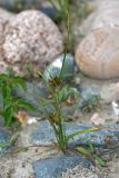 Cyperus glaber. Цветущее растение. Республика Абхазия, р. Кяласур. 23.08.2009.