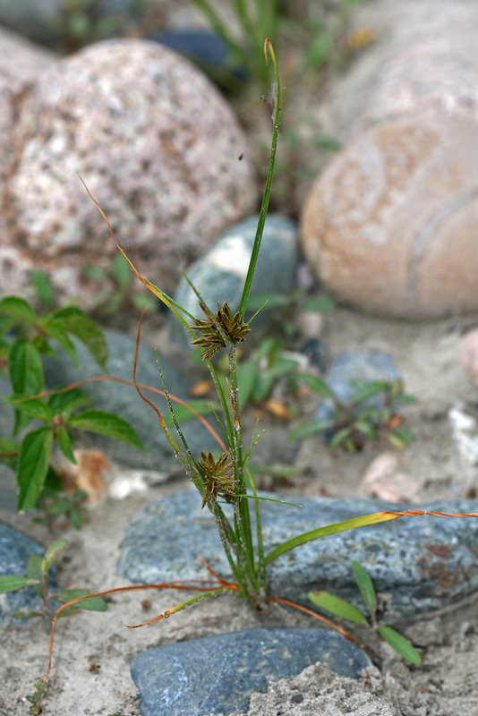 Изображение особи Cyperus glaber.