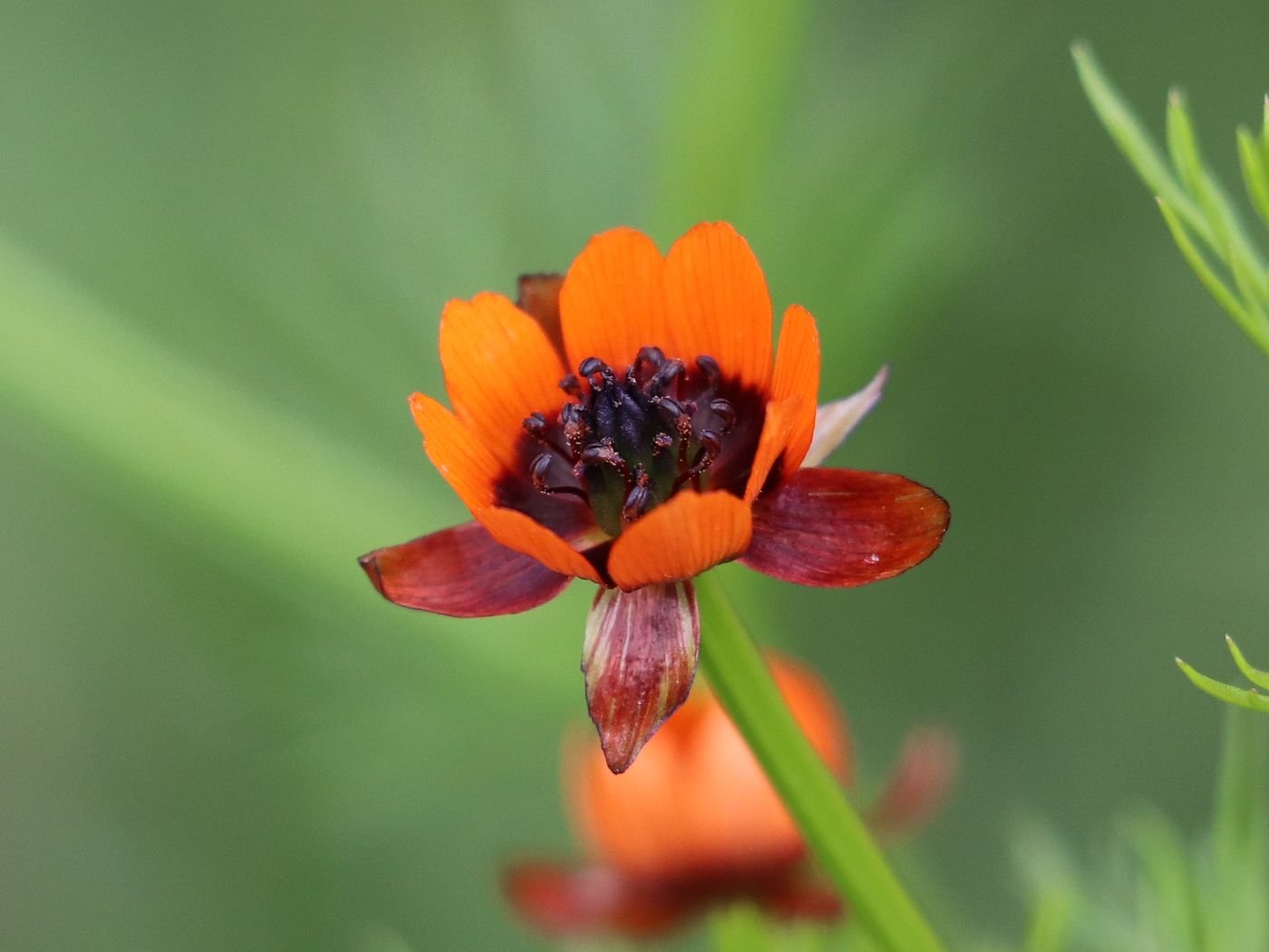 Изображение особи Adonis parviflora.