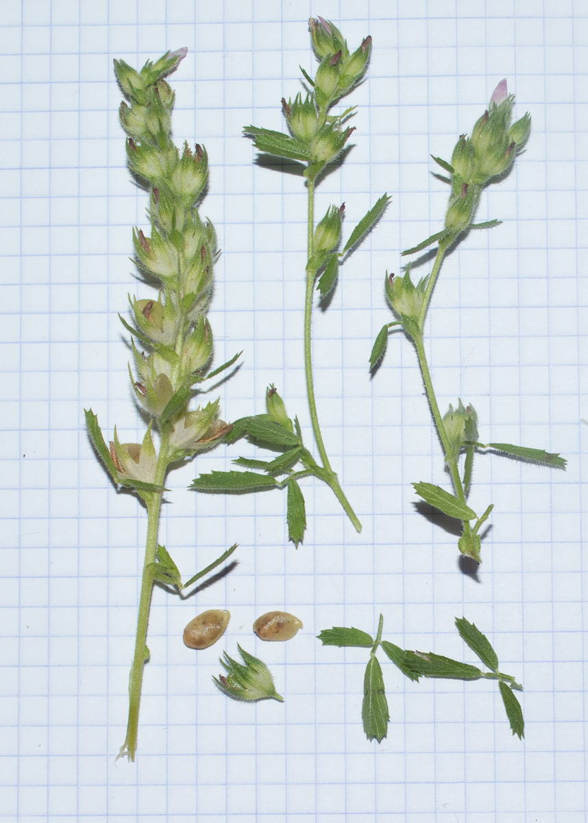 Image of Ononis serrata specimen.