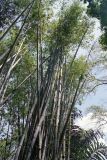 genus Bambusa. Вегетирующее растение. Малайзия, о. Борнео, провинция Сабах, склон горы Кинабалу, высота 1200 м н.у.м., облачный лес. 13.04.2006.