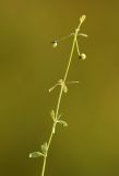 Image of taxon representative. Author is Вера Волкотруб