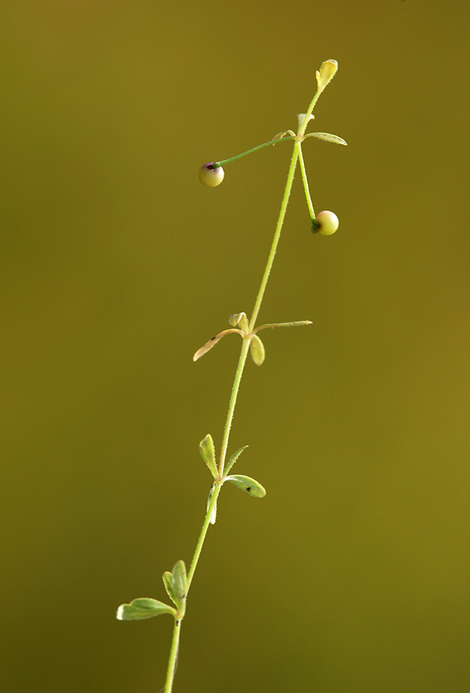 Изображение особи Galium trifidum.