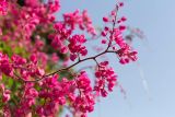 Antigonon leptopus