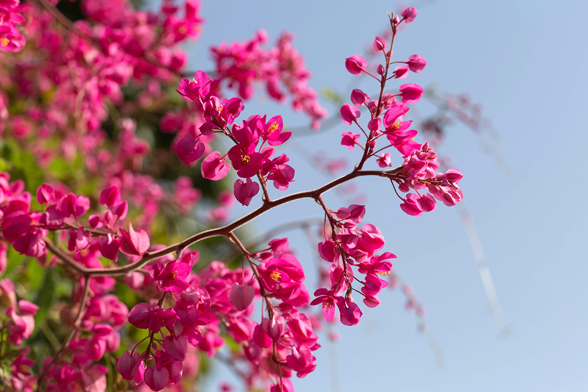 Изображение особи Antigonon leptopus.