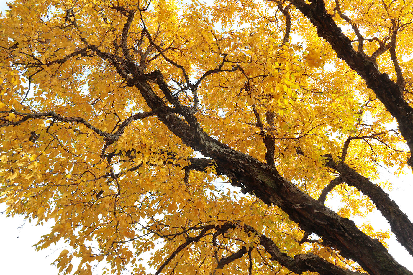 Image of Betula dauurica specimen.