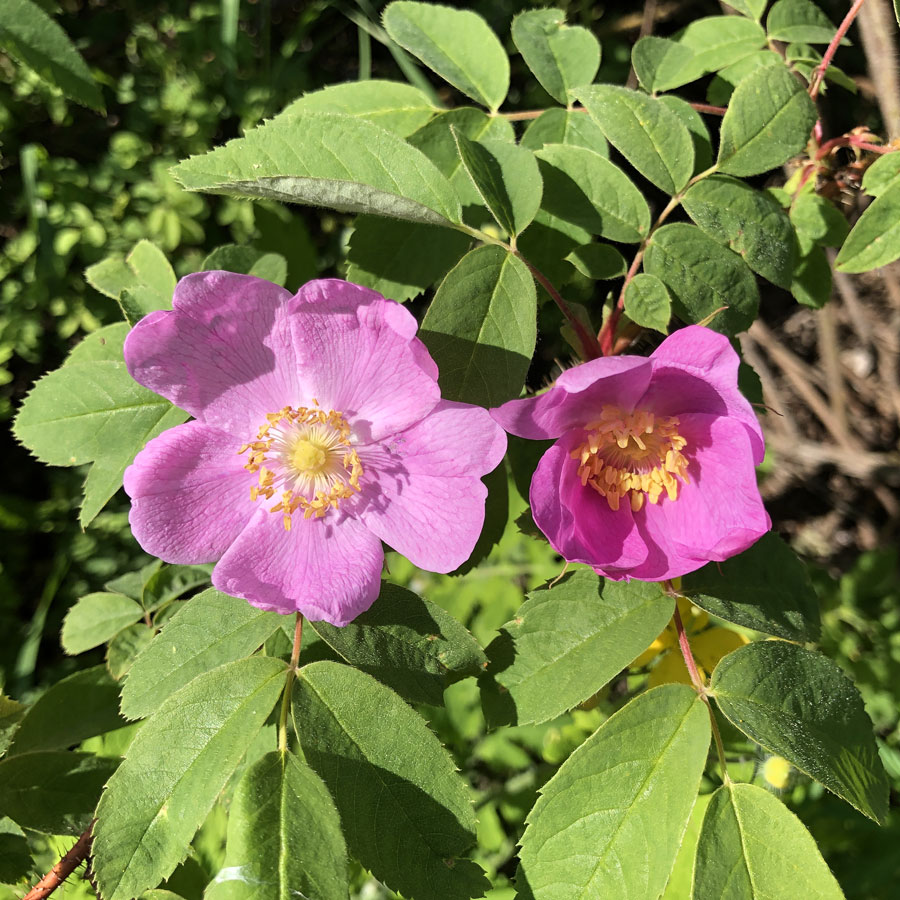 Изображение особи род Rosa.