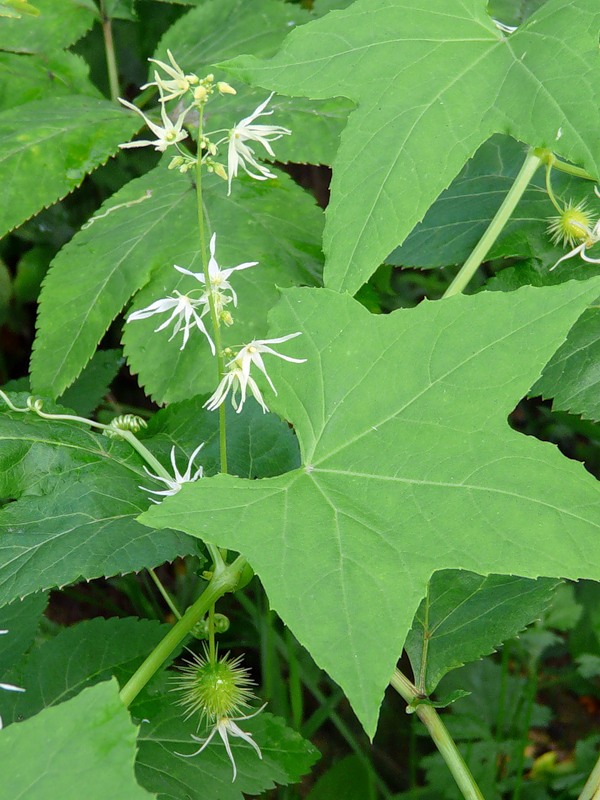 Image of Echinocystis lobata specimen.