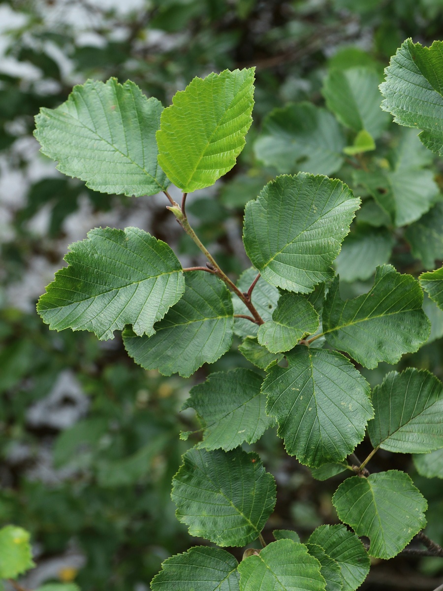 Изображение особи Alnus kolaensis.