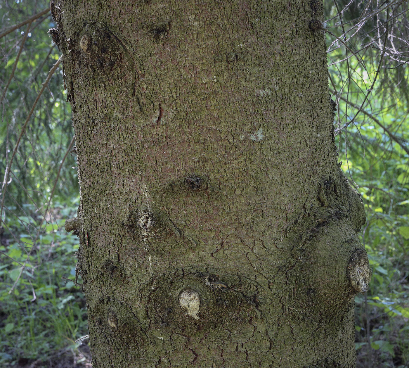 Image of Picea abies specimen.