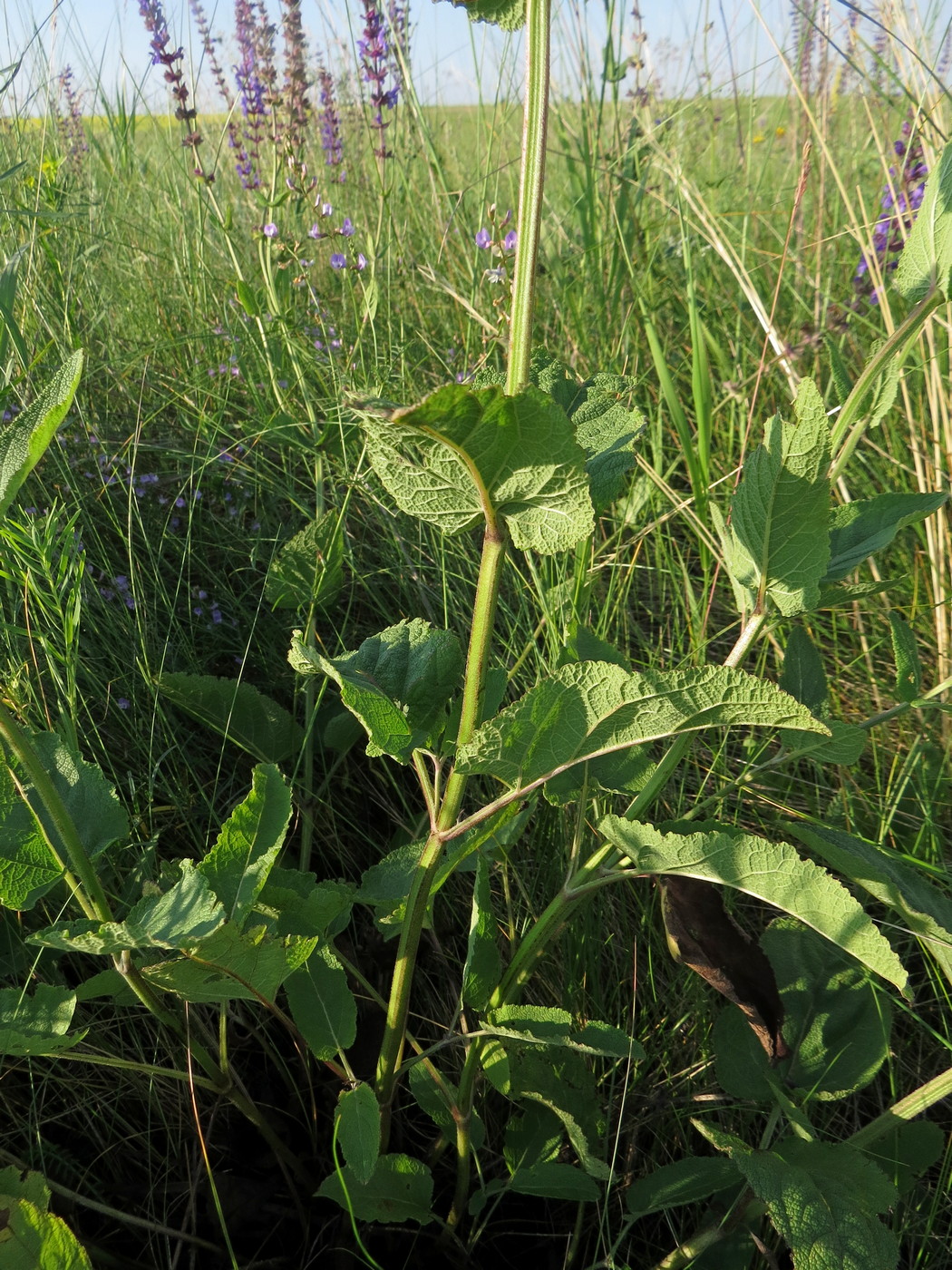 Изображение особи Salvia tesquicola.