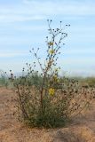 Hieracium umbellatum разновидность dunale. Завершающее цветение и плодоношение растение. Ленинградская обл., окр. пос. Большая Ижора, берег Финского залива, тыльная часть песчаного берегового вала, псаммофильное сообщество с доминированием Leymus arenarius. 02.10.2022.