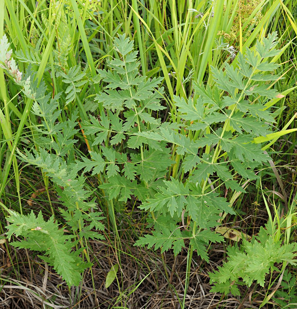 Image of Seseli libanotis specimen.