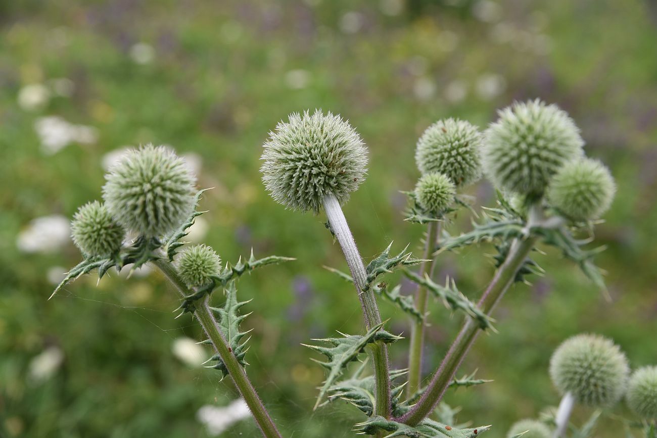 Image of Echinops sphaerocephalus specimen.
