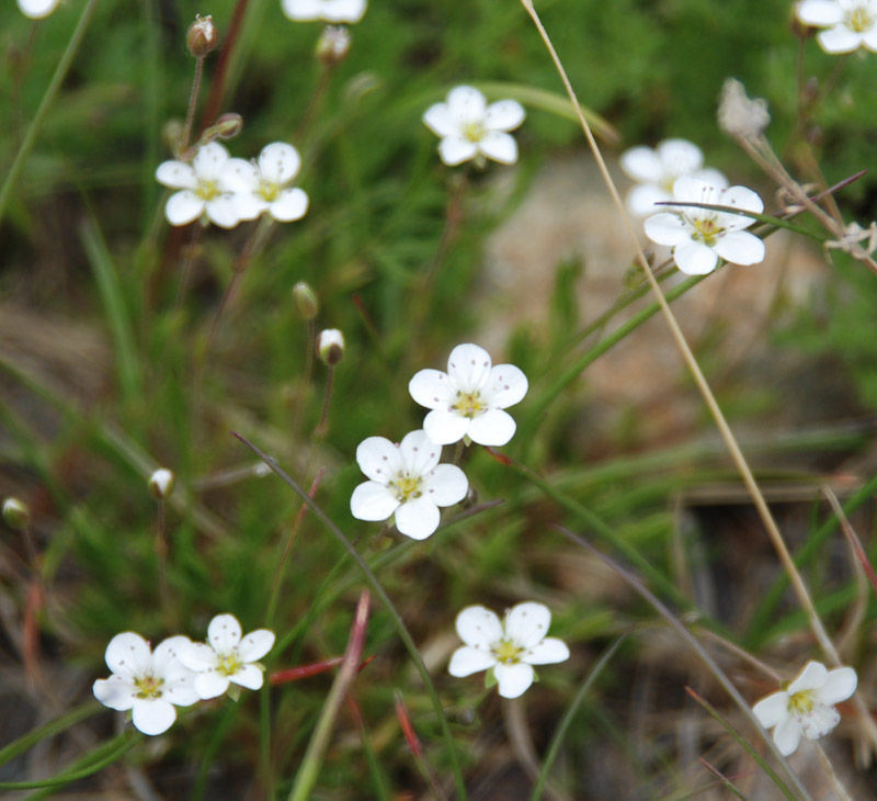 Image of Minuartia verna specimen.