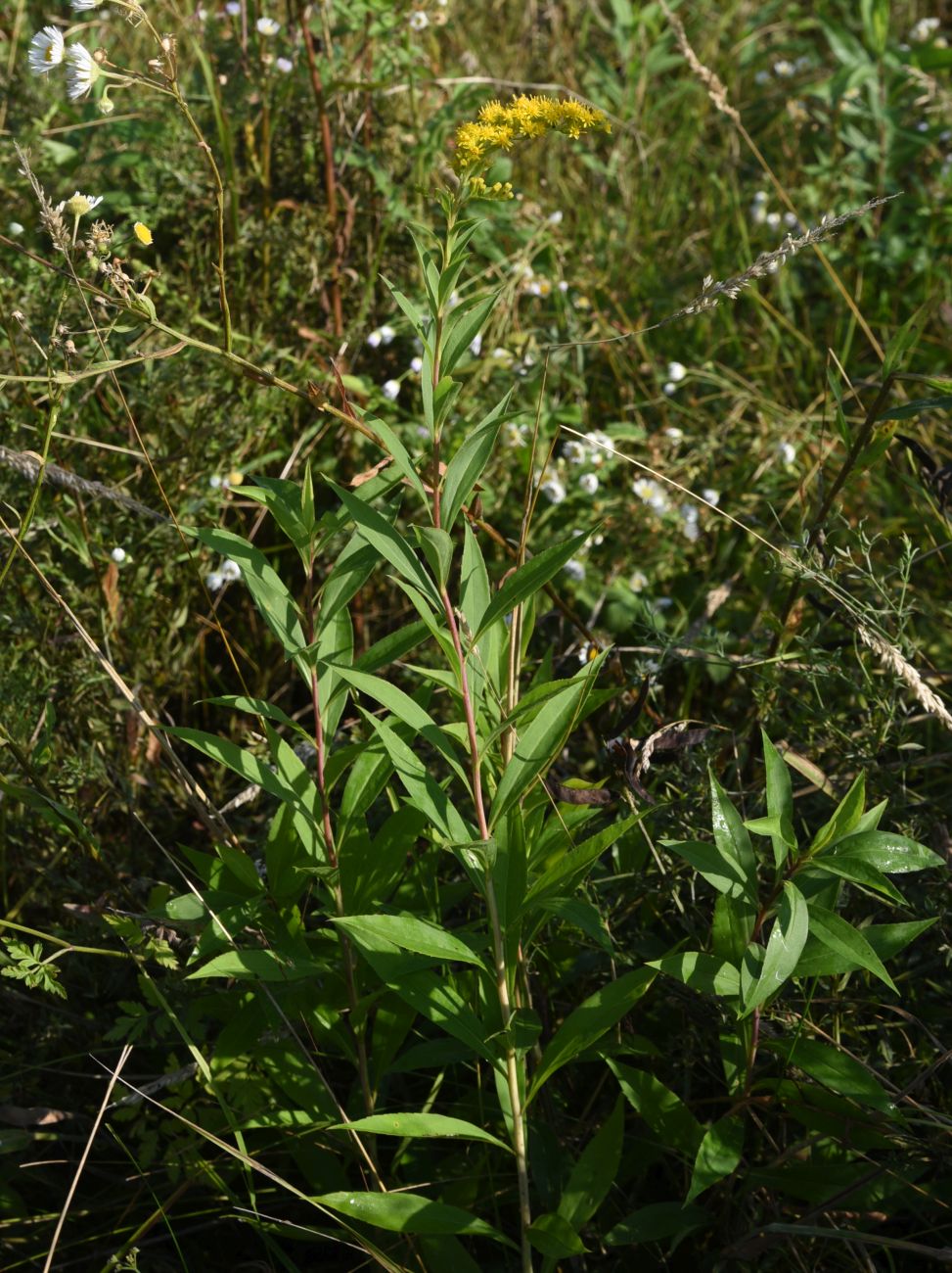 Image of Solidago gigantea specimen.