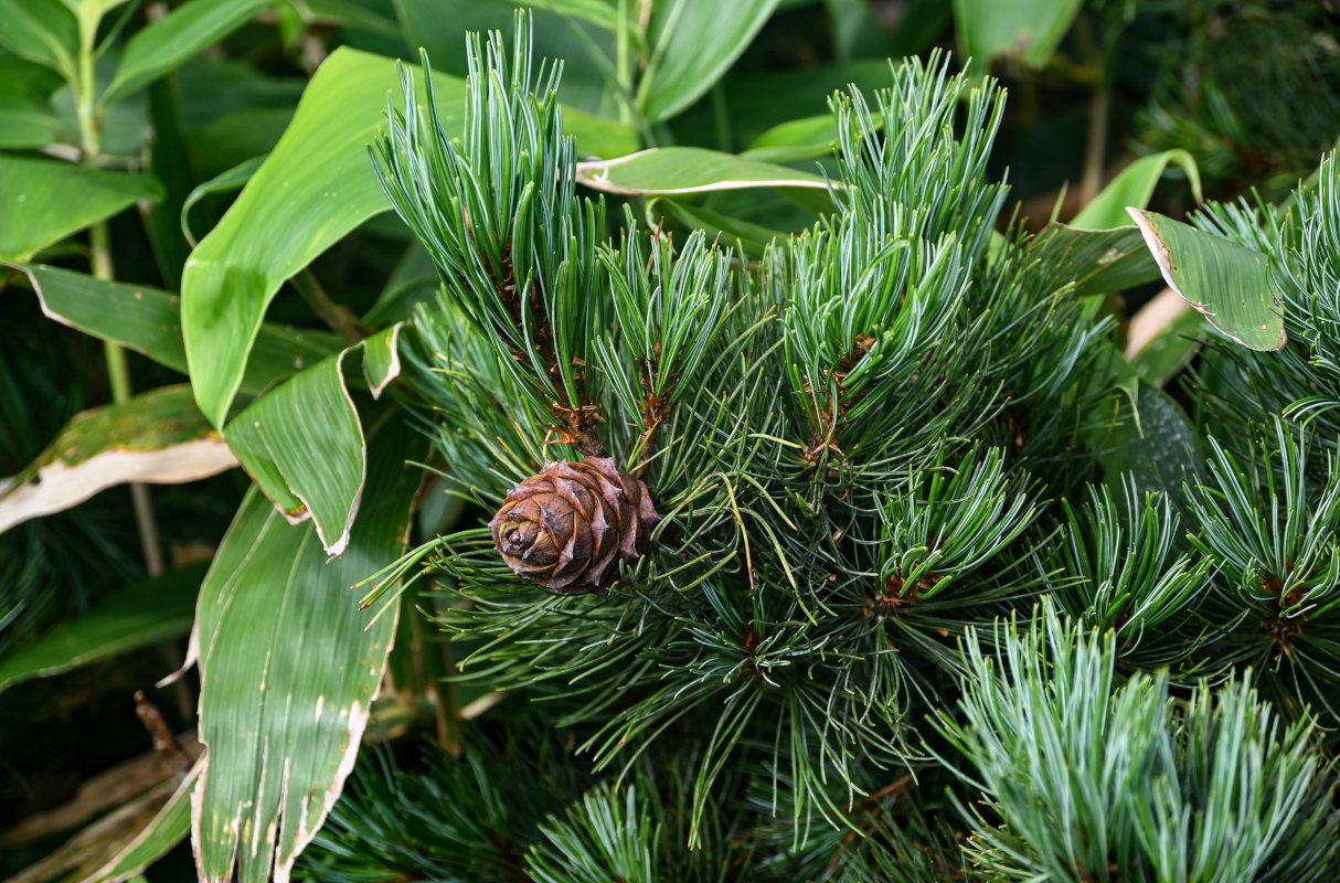 Изображение особи Pinus pumila.