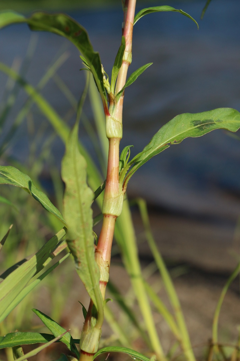 Image of Persicaria lapathifolia specimen.