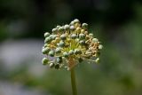 Allium aflatunense