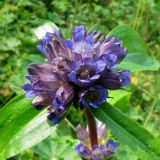 Gentiana macrophylla