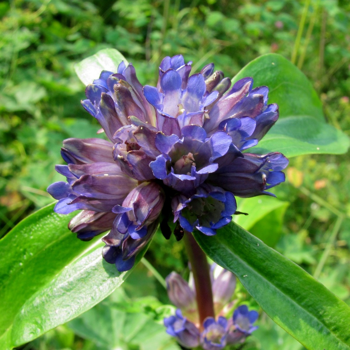 Изображение особи Gentiana macrophylla.