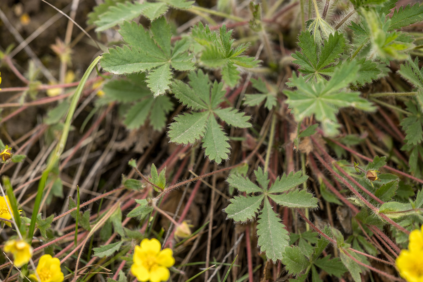 Изображение особи Potentilla humifusa.