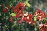 Chaenomeles japonica