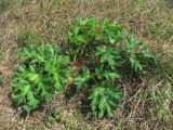 Heracleum sibiricum. Вегетирующее растение. Краснодарский край, Успенский р-н, окр. ст-цы Николаевская, у полевой дороги. 05.05.2023.