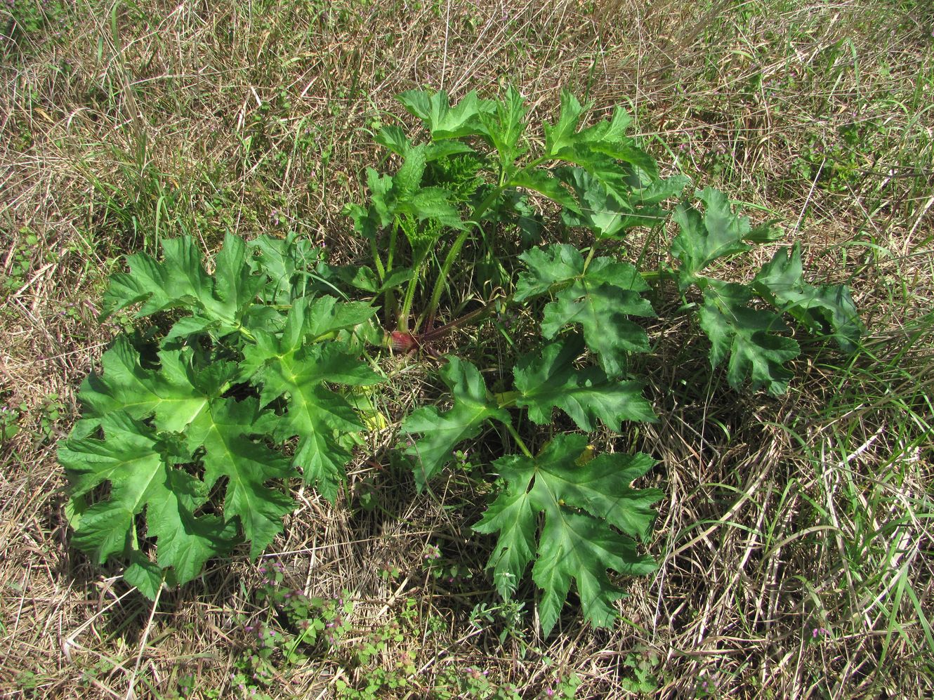 Изображение особи Heracleum sibiricum.