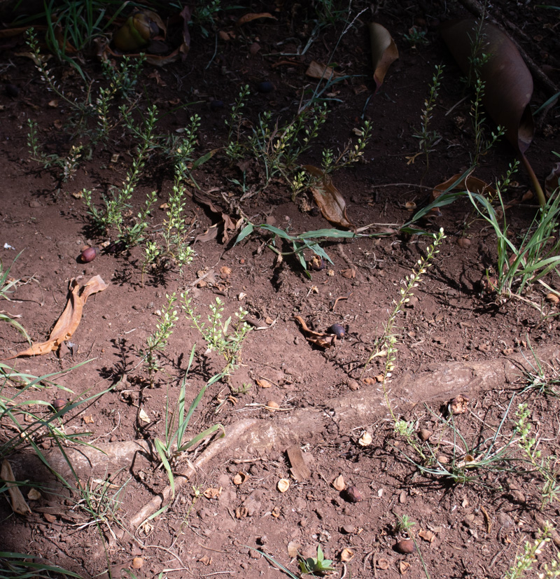 Изображение особи Lepidium bonariense.