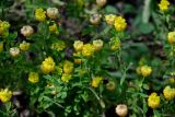 Trifolium aureum