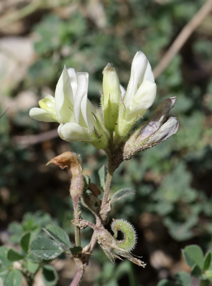 Изображение особи Medicago glutinosa.