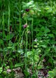 Ophrys mammosa. Верхушка цветущего растения. Дагестан, Магарамкентский р-н, Самурский лес, широколиственный лес. 06.05.2022.