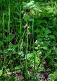 Ophrys mammosa