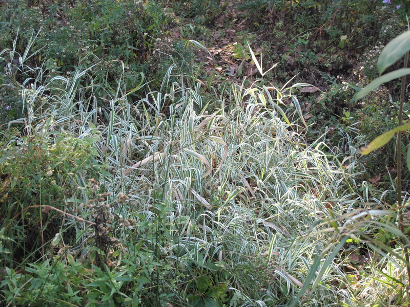 Image of Phalaroides japonica specimen.