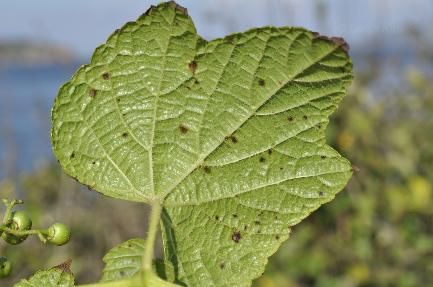 Image of Ampelopsis brevipedunculata specimen.