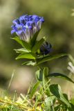 Gentiana septemfida. Верхушка цветущего растения. Кабардино-Балкария, Эльбрусский р-н, долина р. Ирик, субальпийский луг. 20.08.2023.